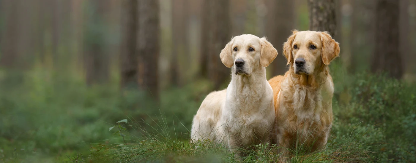 Golden Retriever dogs standing in the woods