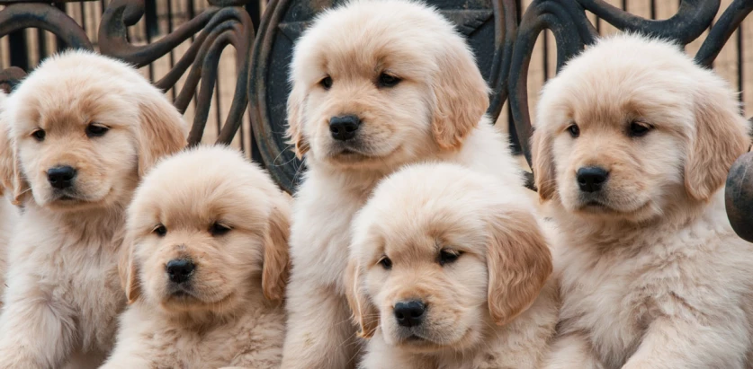 Golden Retriever pups together