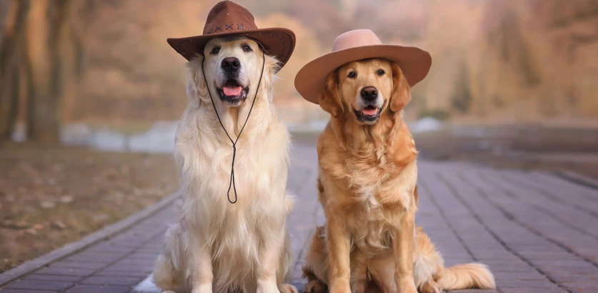 Golden Retriever dogs with hats