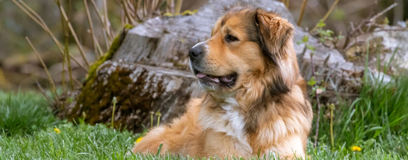 Golden Shepherd sitting looking at the side