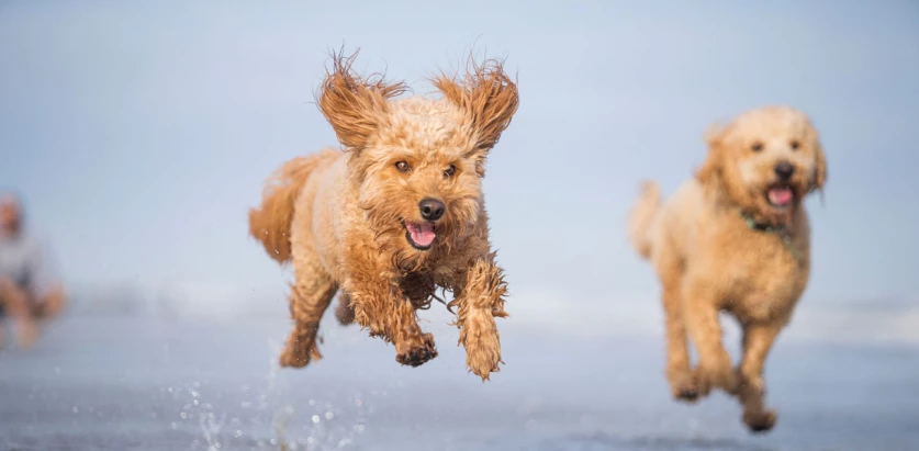 Goldendoodle dogs running in the beach