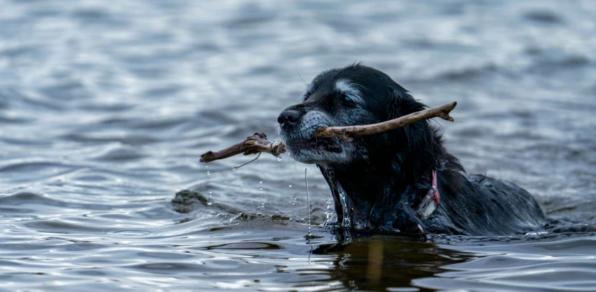 Gollie holding a stick while swimming