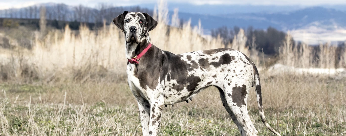 Great Dane standing side view