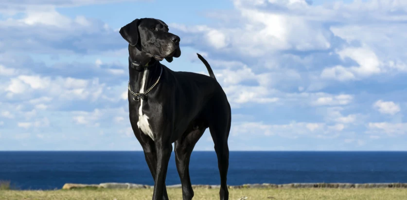Great Dane standing looking at the side