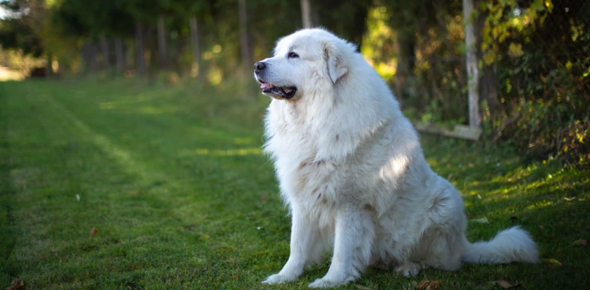 Great Pyrenees sitting in a field