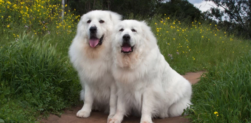 Great Pyrenees dogs sitting together