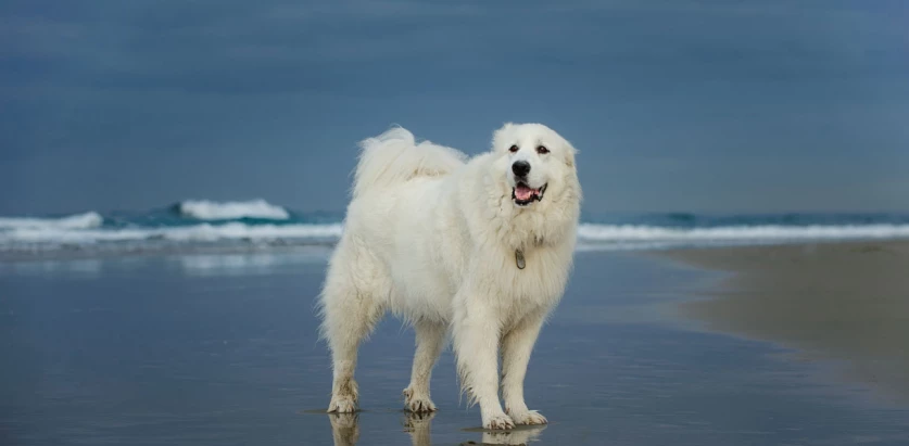 Great Pyrenees in the beach