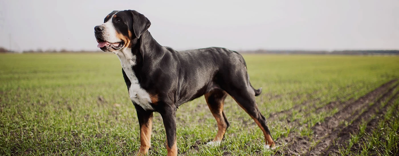 Greater Swiss Mountain Dog standing in a field