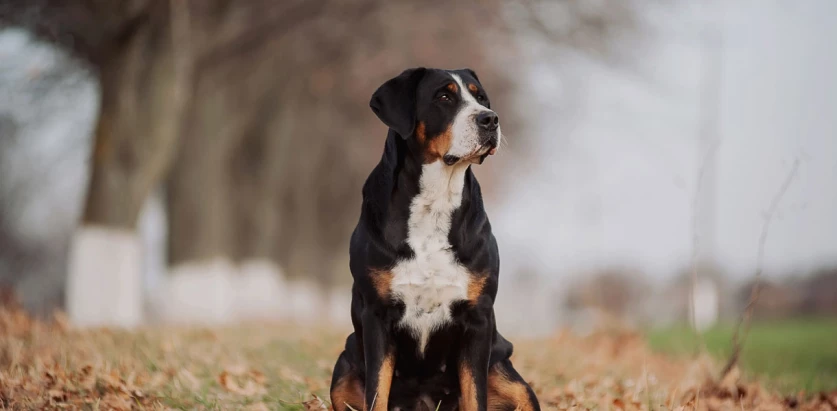 Greater Swiss Mountain Dog sitting on leaves