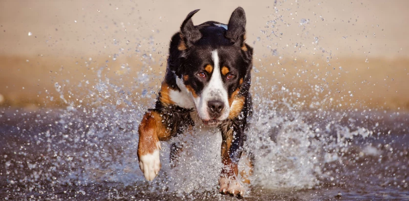 Greater Swiss Mountain Dog running in water