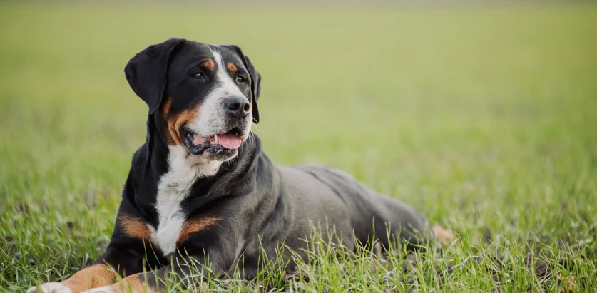 Greater Swiss Mountain Dog laying down on grass