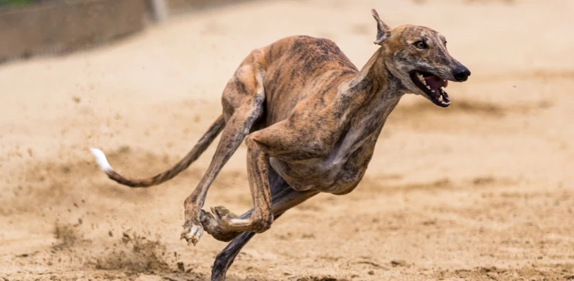 Greyhound running in sand
