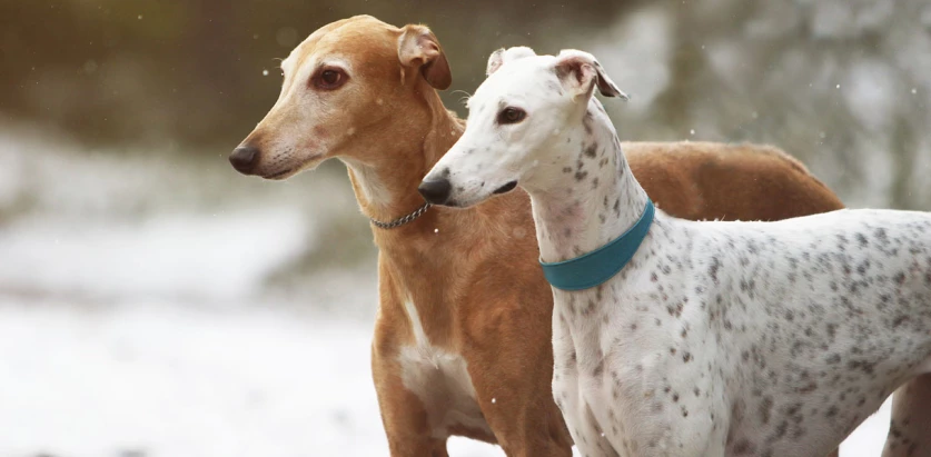 Greyhound dogs standing together