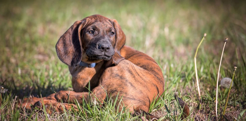 Hanoverian Scenthound pup