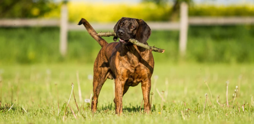Hanoverian Scenthound holding a stick