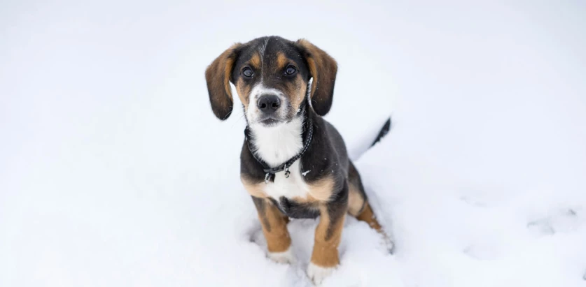 Harrier pup in the snow