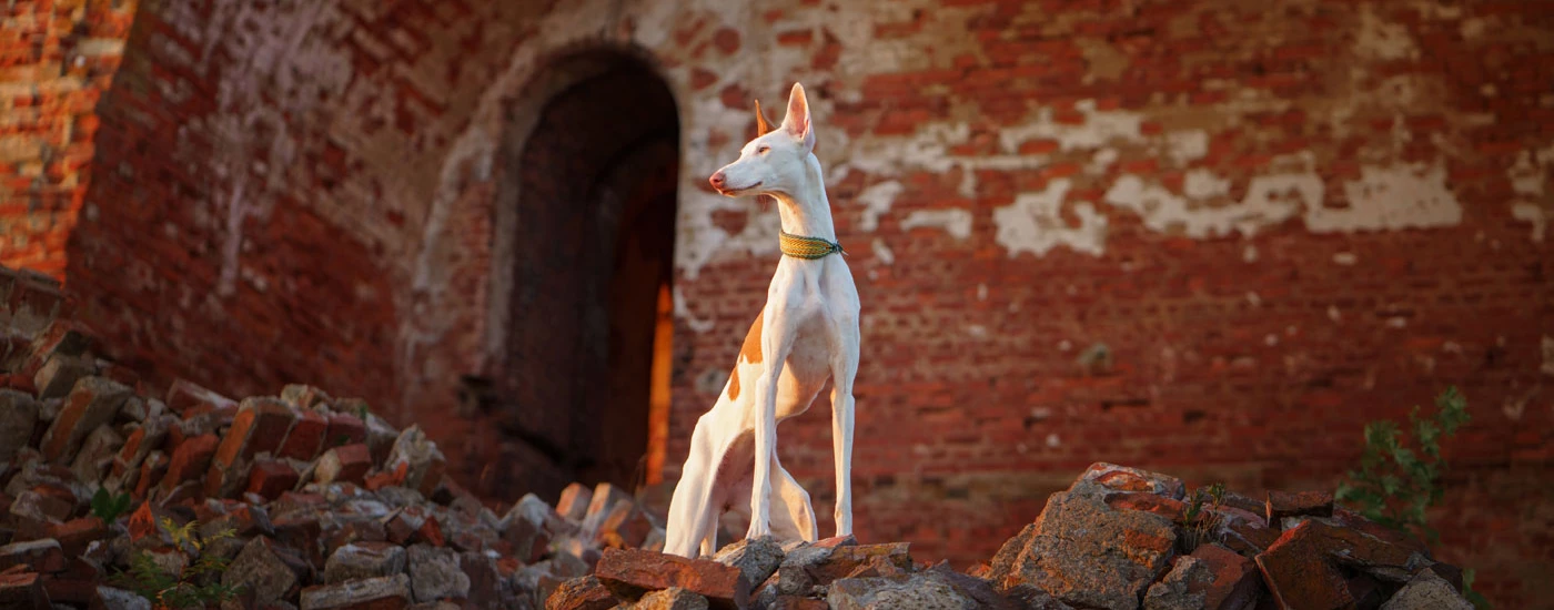 Ibizan Hound standing on rubble