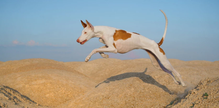 Ibizan Hound leaping