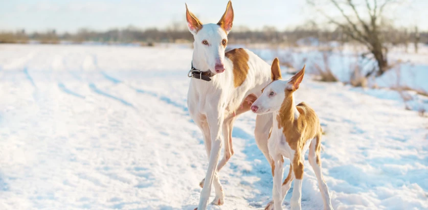 Ibizan Hound dogs adult and puppy