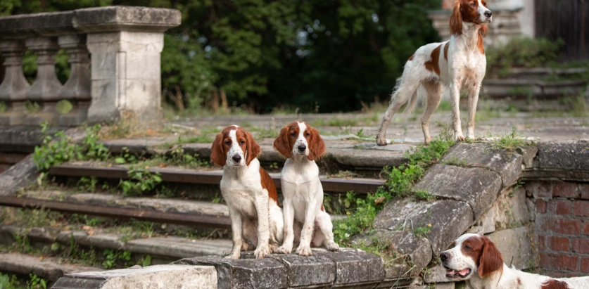 Irish Red and White Setter dogs together