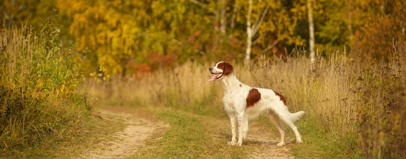 Irish Red and White Setter standing in a path