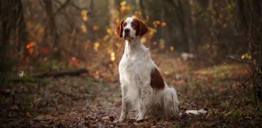 Irish Red and White Setter sitting in the woods