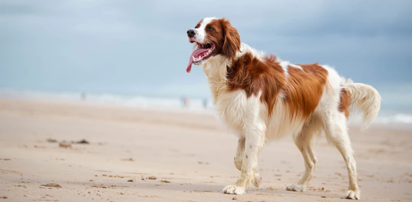 Irish Red and White Setter in a beach