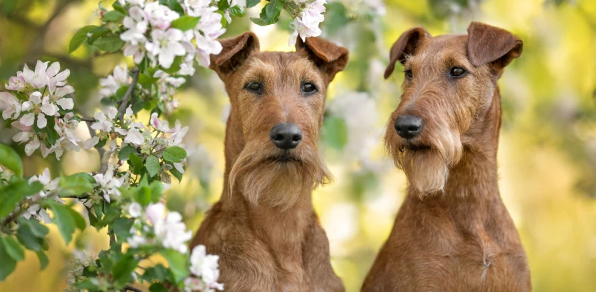 Irish Terrier dogs portrait