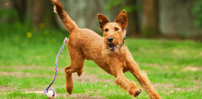 Irish Terrier playing with ball