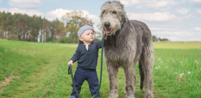 Irish Wolfhound standing next to a baby