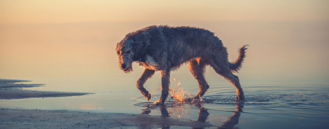 Irish Wolfhound walking by the beach