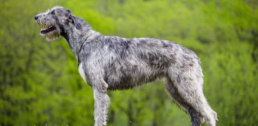 Irish Wolfhound side view standing