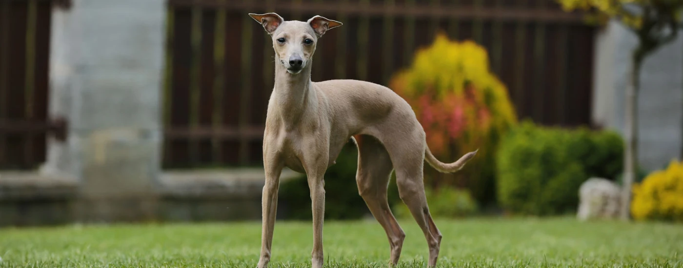 Italian Greyhound standing in a yard