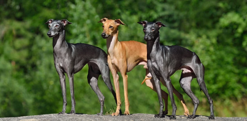 Italian Greyhound dogs standing together
