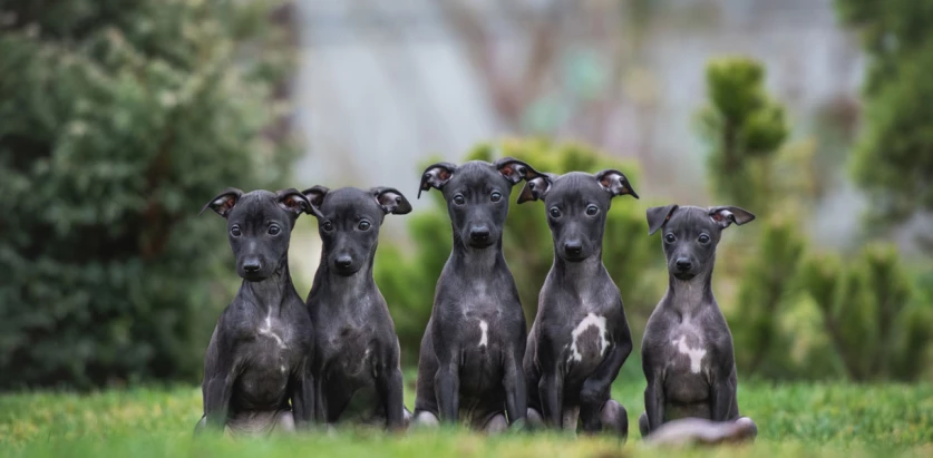 Italian Greyhound pups lining up
