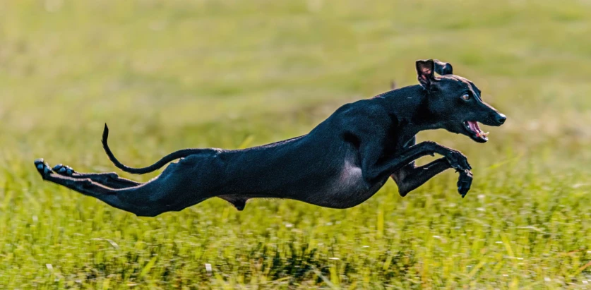 Italian Greyhound leaping