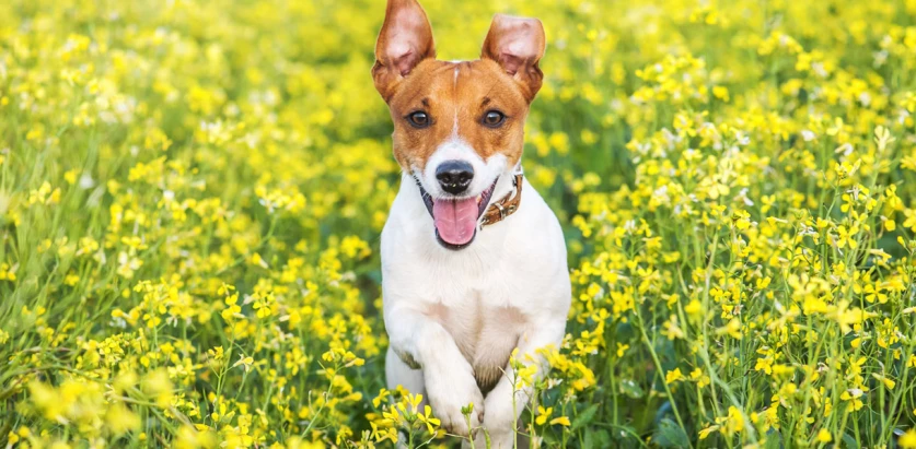 Jack Russell smooth coated in flowers