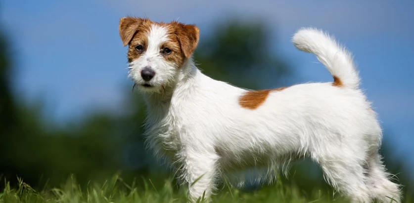 Jack Russell rough coated standing side view