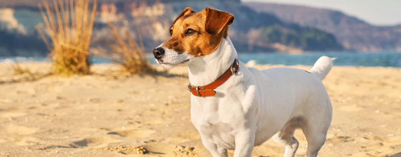 Jack Russell standing in a beach