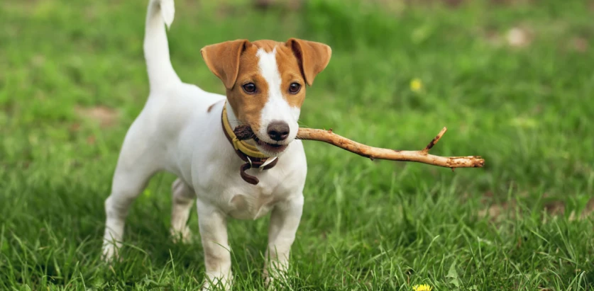 Jack Russell pup holding a stick