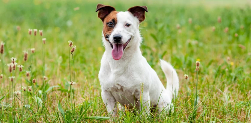 Jack Russell sitting facing front