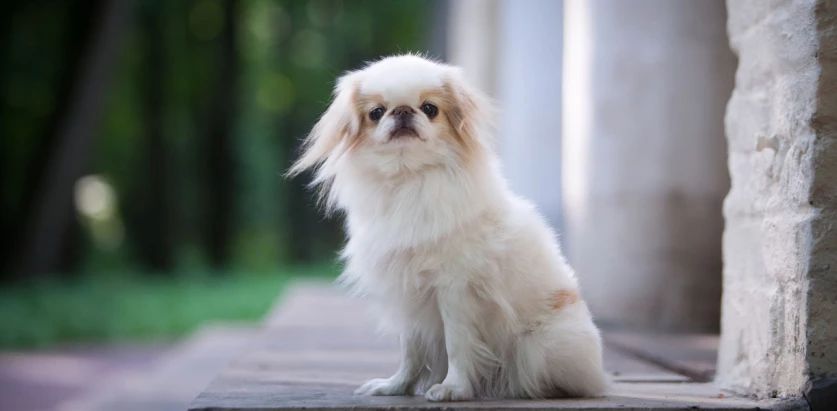 Japanese Chin sitting outside building