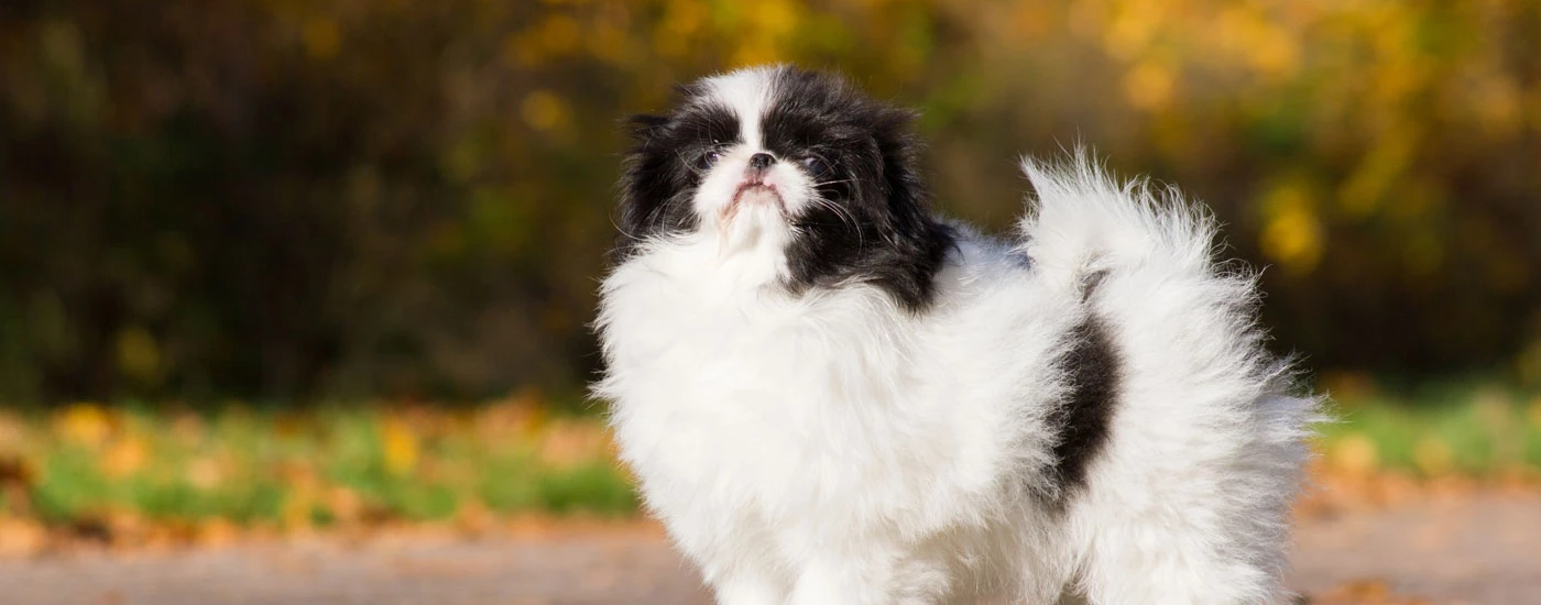 Japanese Chin standing side view