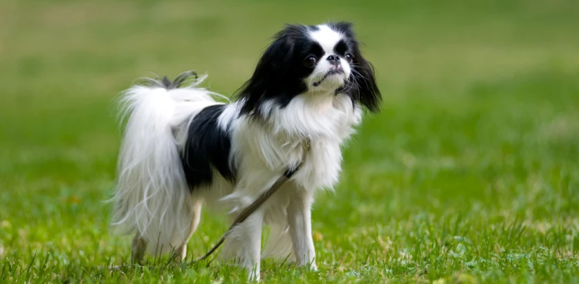 Japanese Chin standing in a field