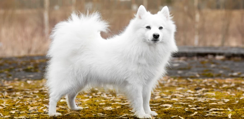 Japanese Spitz standing side view