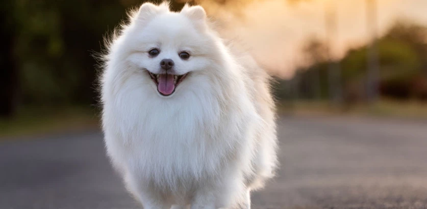 Japanese Spitz standing facing front