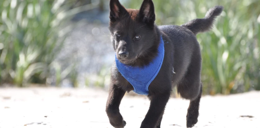 Kai Ken pup with blue harness