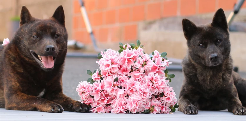 Kai Ken dogs  with a flower bouquet