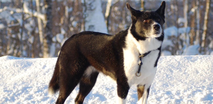 Karelian Bear Dog standing in the snow side view