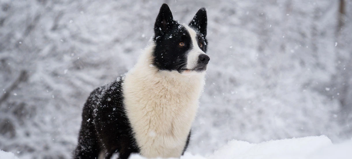Karelian Bear Dog standing in snow
